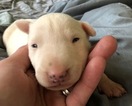 Small Bull Terrier