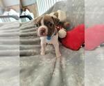 Small Photo #2 Boston Terrier Puppy For Sale in SALINA, KS, USA