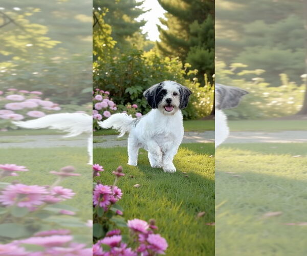Medium Photo #15 Shih Tzu Puppy For Sale in Weston, FL, USA