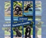 Small Poodle (Standard)