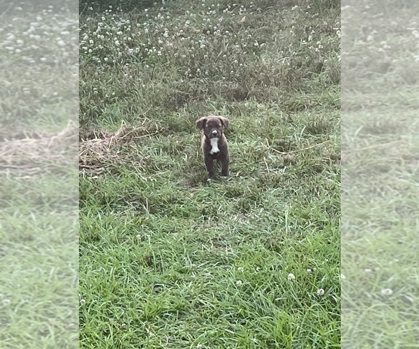 Medium Photo #10 American Pit Bull Terrier Puppy For Sale in ALBERTVILLE, AL, USA
