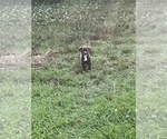 Small Photo #10 American Pit Bull Terrier Puppy For Sale in ALBERTVILLE, AL, USA