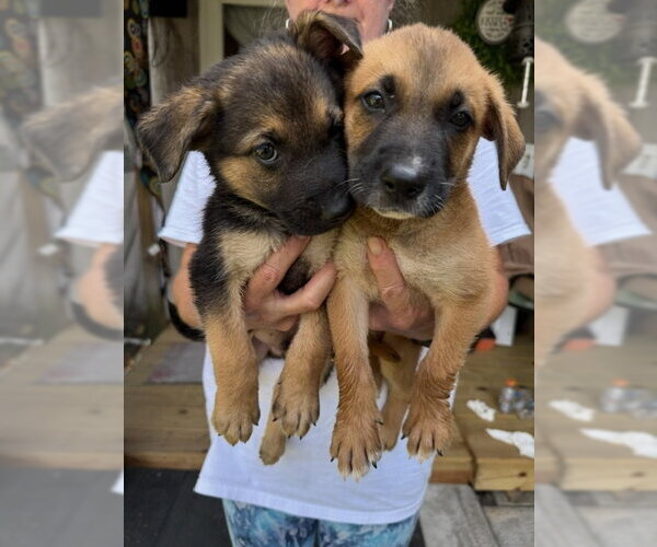 Medium Photo #1 Retriever -Unknown Mix Puppy For Sale in Jackson Township, NJ, USA