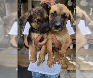 Medium Retriever  Mix