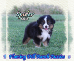 Image preview for Ad Listing. Nickname: Spider