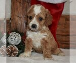 Small Photo #5 Cavapoo-Poodle (Miniature) Mix Puppy For Sale in NEWPORT, PA, USA