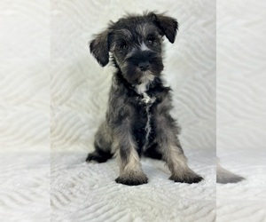 Schnauzer (Miniature) Puppy for sale in GREENFIELD, IN, USA