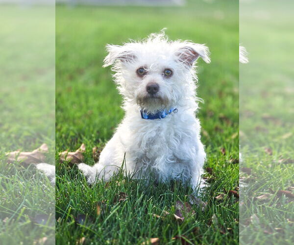 Medium Photo #1 Mutt Puppy For Sale in Sandy, UT, USA