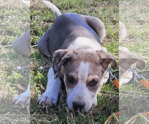 Medium Photo #1 Boxerhoula Puppy For Sale in Rockaway, NJ, USA
