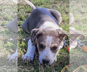 Boxerhoula Dogs for adoption in Rockaway, NJ, USA