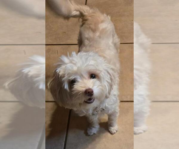 Medium Photo #4 Maltipoo (Miniature) Puppy For Sale in San Antonio, TX, USA