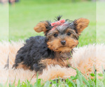 Small #1 Yorkshire Terrier