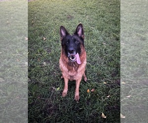 Mother of the German Shepherd Dog puppies born on 10/06/2025