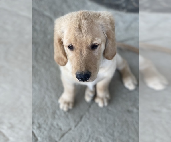 Medium Photo #4 Golden Retriever Puppy For Sale in REDDING, CA, USA