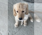Small Photo #4 Golden Retriever Puppy For Sale in REDDING, CA, USA