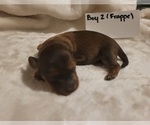 Puppy Male 2 Frappe Dachshund