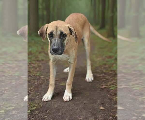 Medium Photo #3 Black Mouth Cur-Great Dane Mix Puppy For Sale in Talladega, AL, USA