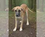 Small #2 Black Mouth Cur-Great Dane Mix