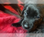 Small Photo #12 Labrador Retriever Puppy For Sale in GIG HARBOR, WA, USA