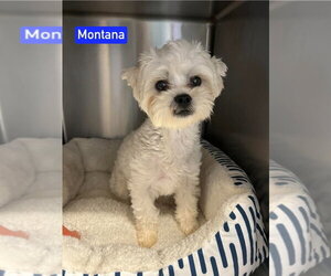 Shih Tzu Dogs for adoption in Foristell, MO, USA