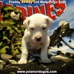 Small Photo #267 Dogo Argentino Puppy For Sale in PINEVILLE, MO, USA