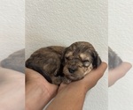 Small #4 Bernedoodle (Miniature)