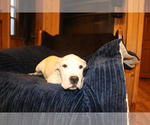 Small Photo #15 Dogo Argentino Puppy For Sale in CANON CITY, CO, USA