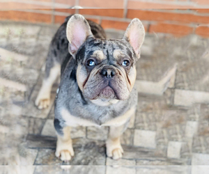 Father of the French Bulldog puppies born on 08/10/2023