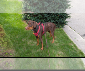 Brandy - Female Doberman Pinscher Dog for Adoption - Photo #3