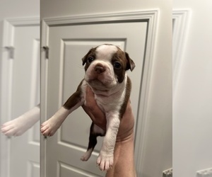 Boston Terrier Puppy for sale in NEWPORT, NC, USA