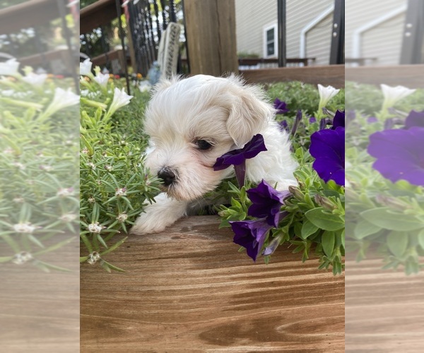 Medium Photo #5 Maltese Puppy For Sale in FREDONIA, KS, USA