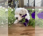 Small #4 Maltese
