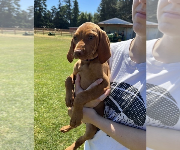 Medium Photo #6 Vizsla Puppy For Sale in CANBY, OR, USA