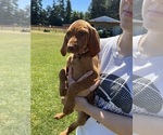 Small Photo #6 Vizsla Puppy For Sale in CANBY, OR, USA