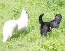 Small Photo #4 Golden Labrador-Golden Shepherd Mix Puppy For Sale in TORRANCE, CA, USA