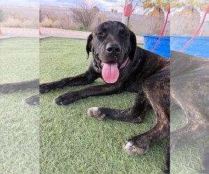 Rain - I was adopted! - Female Mutt Dog for Adoption - Photo #2