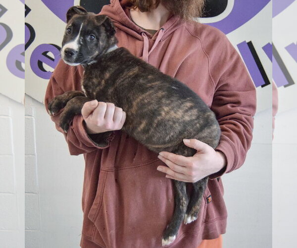 Medium Photo #3 Boxer-Bull Terrier Mix Puppy For Sale in Huntley, IL, USA