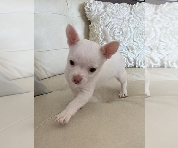 Medium Photo #3 Chihuahua Puppy For Sale in SPARKS, NV, USA