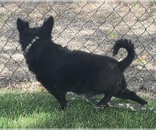Medium Photo #4 Chiweenie Puppy For Sale in Boise, ID, USA