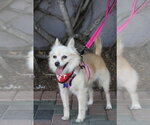 Small Photo #4 Chiranian Puppy For Sale in Mission Viejo, CA, USA