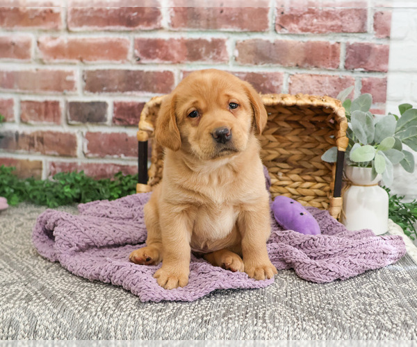 Medium Photo #13 Labrador Retriever Puppy For Sale in SYRACUSE, IN, USA