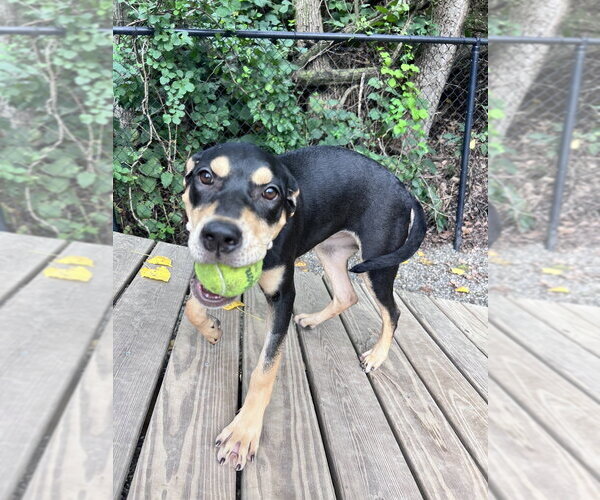 Medium Photo #2 Mutt Puppy For Sale in Elmsford, NY, USA