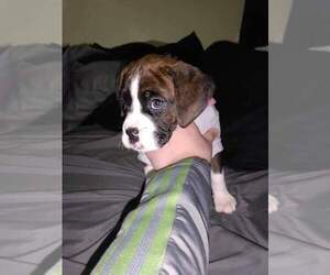 Boxer Puppy for Sale in HOLLSOPPLE, Pennsylvania USA