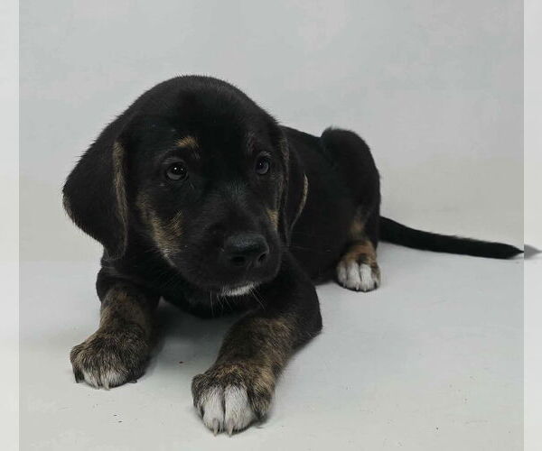 Medium Photo #2 Labrador Retriever-Plott Hound Mix Puppy For Sale in Brewster, NY, USA