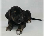 Small #1 Labrador Retriever-Plott Hound Mix