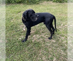 Father of the Great Dane puppies born on 03/25/2024