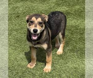 Mutt Dogs for adoption in La Verne, CA, USA