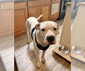 American Pit Bull Terrier-Argentinian Mastiff Mix Dogs for adoption in Brewster, NY, USA