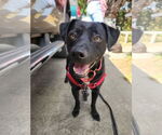 Small #8 Carolina Dog-Labrador Retriever Mix