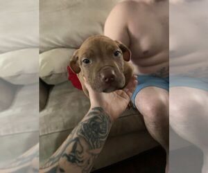 American Pit Bull Terrier Puppy for sale in WICHITA, KS, USA